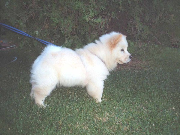 MY SNOW AS A PUPPY
