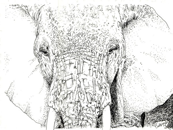 Elephant