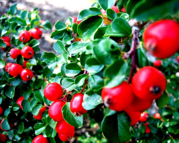 berries2