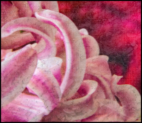 Flower Abstract