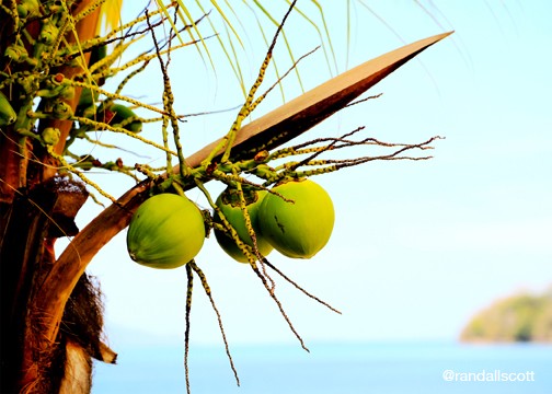 TROPICAL CHILLIN'