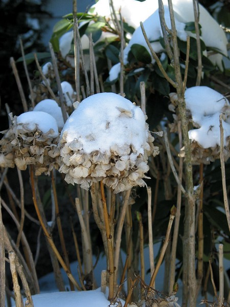 Hydrangea in February