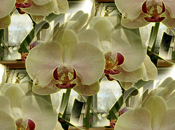 May Orchids (Two)