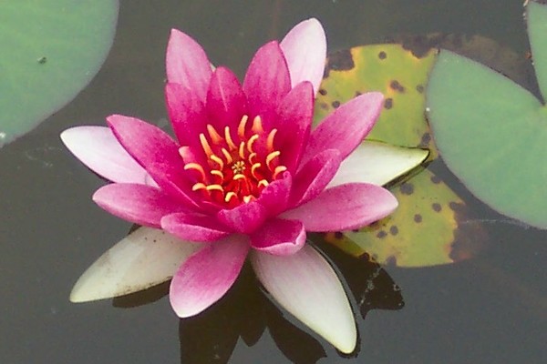 Lily