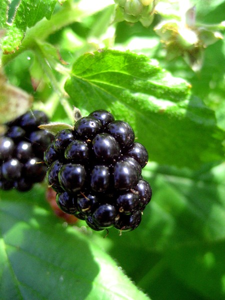 BlackBerry