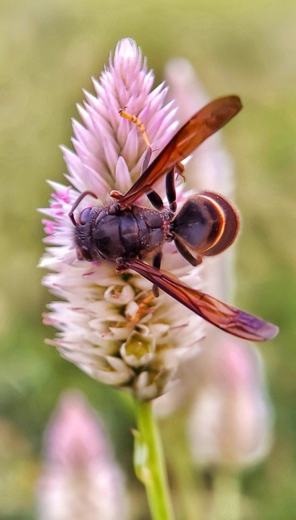 wasp