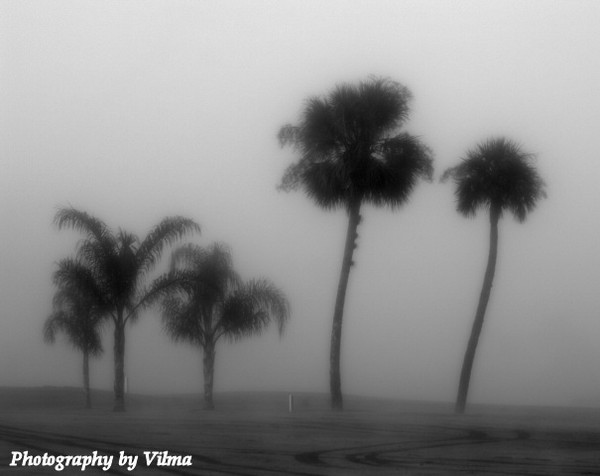 Florida's Misty Morning Landscape III