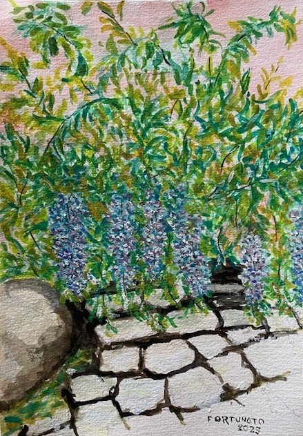Glicínias de Estoi