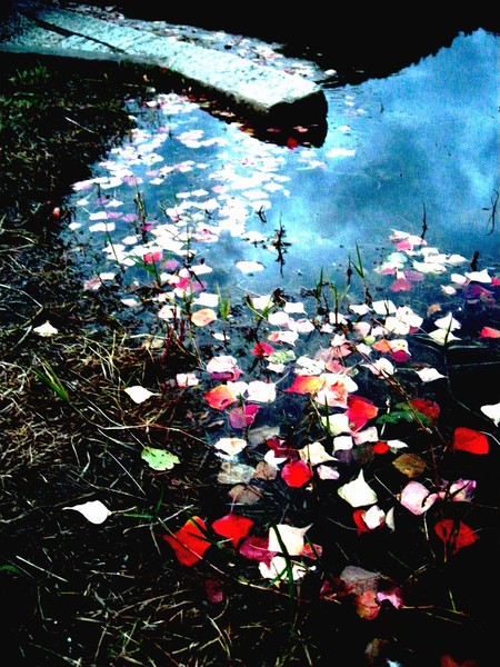 pond1ver1.jpg