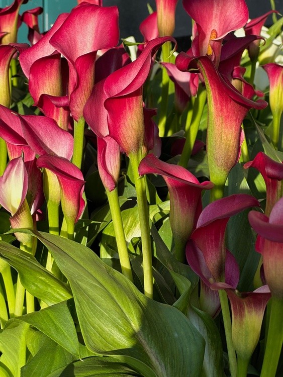 Red Lilies