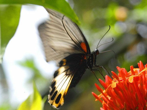 Butterfly