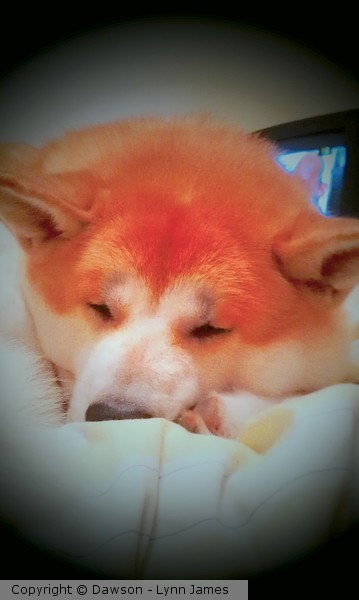 Mums boy Hachi-ko