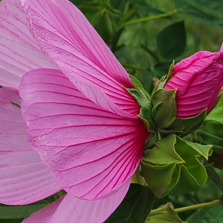 Hibiscus