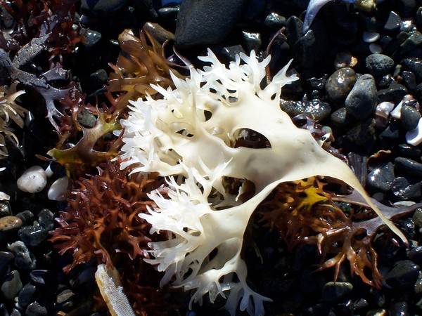 multi-colored seaweed at York Beach, Maine