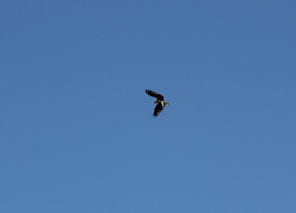 Osprey talons out Preparing to attack