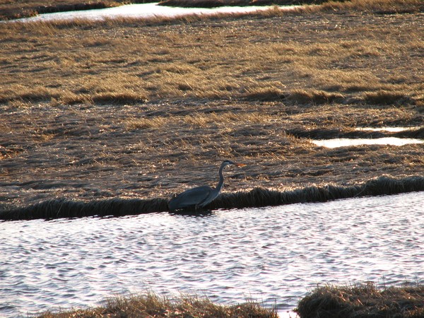 Great Blue Heron at Parker River wildlife refuge