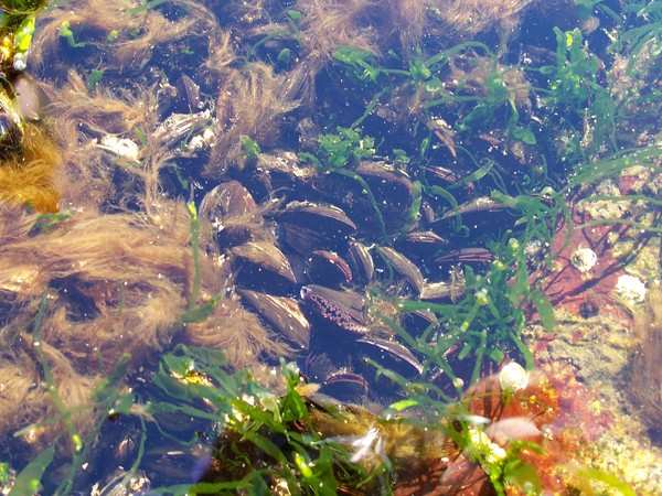 Tidal pool York Beach Maine