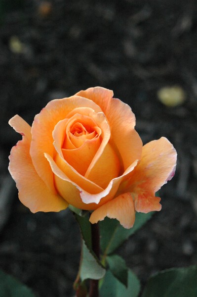 Peach rosebud Halifax, Nova Scotia