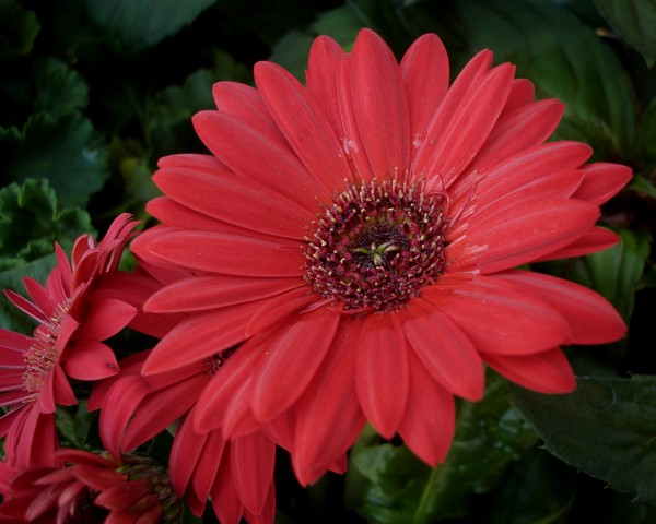 Daisy Red