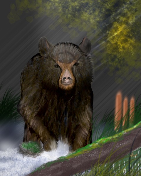 Black bear