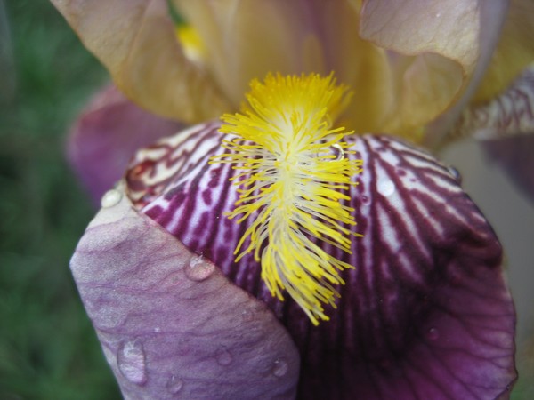 The Iris