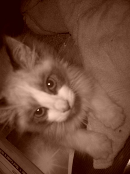Little Bo