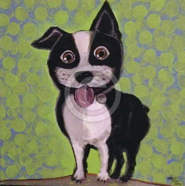 Adorable Goofball Boston Terrier
