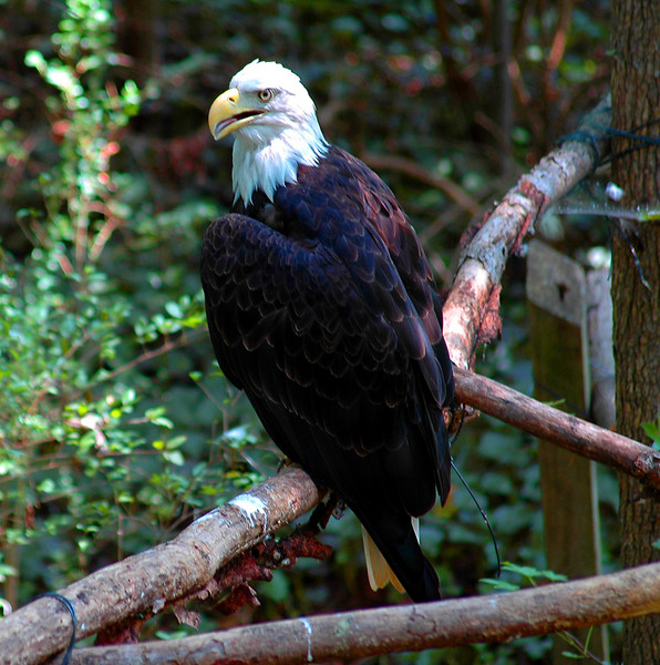 Bald Eagle