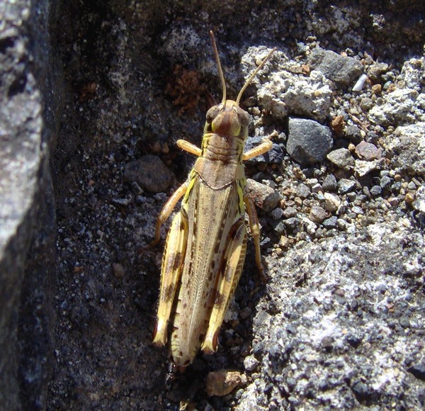 Grasshopper