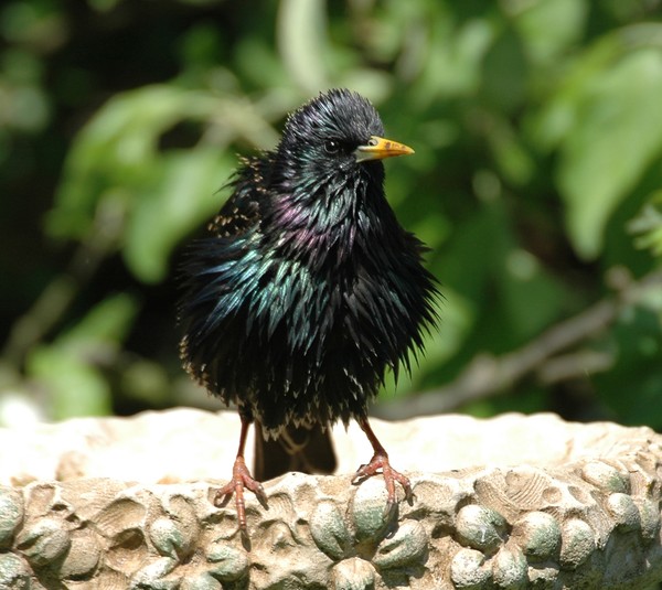 Starling