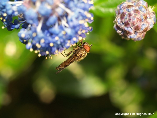 Hoverfly 2 Macro Test 2