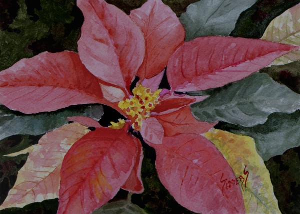 Poinsettia 121004