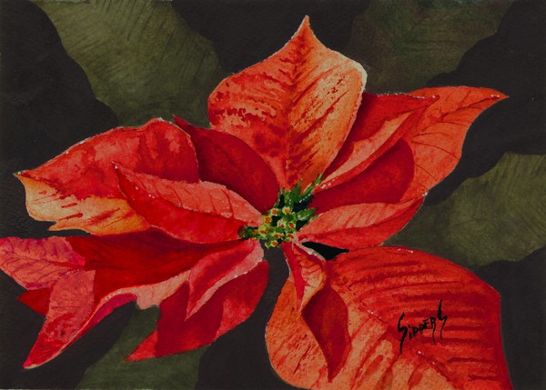  Franci's Poinsettia
