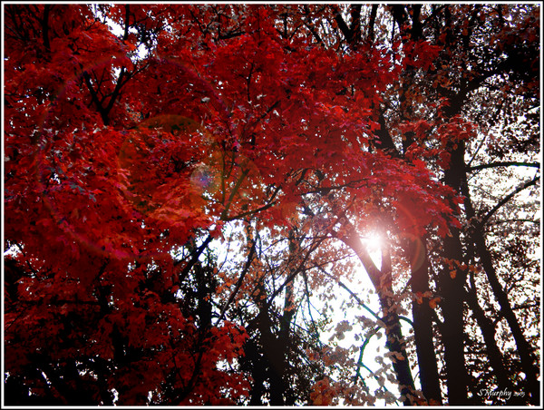 Shaded Fire