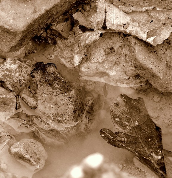 Hidden Frog