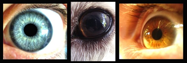 Eyes