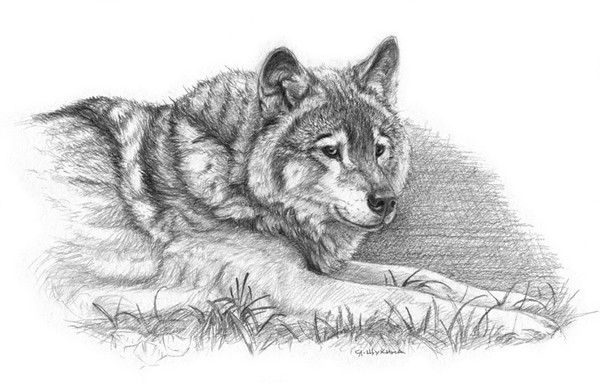 Wolf  sketch