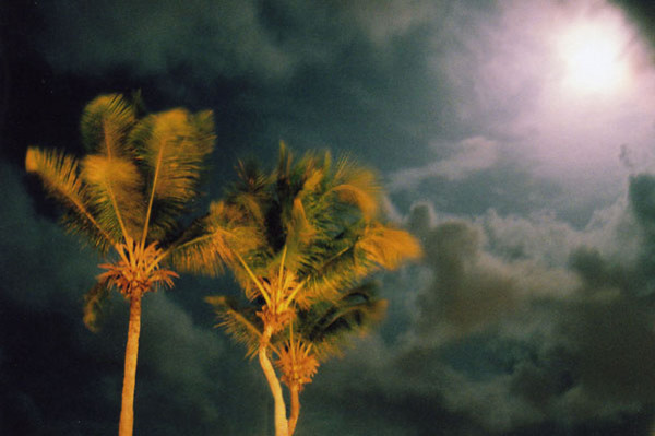 Tropic Nights