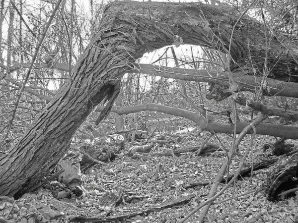 the trees are drawing me near
