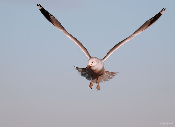 Wings of Silk
