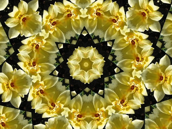 Yellow Rose Delight Kalidiscope