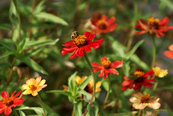 Autumn Garden