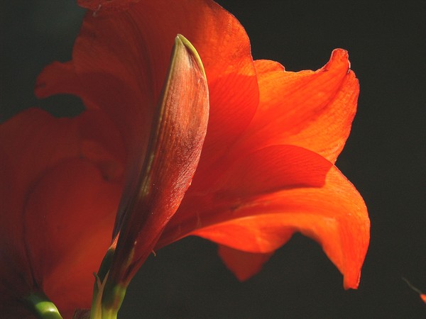 Sexy Amaryllis and Bud