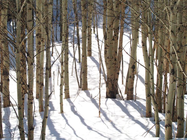 Aspen Grove In Winter
