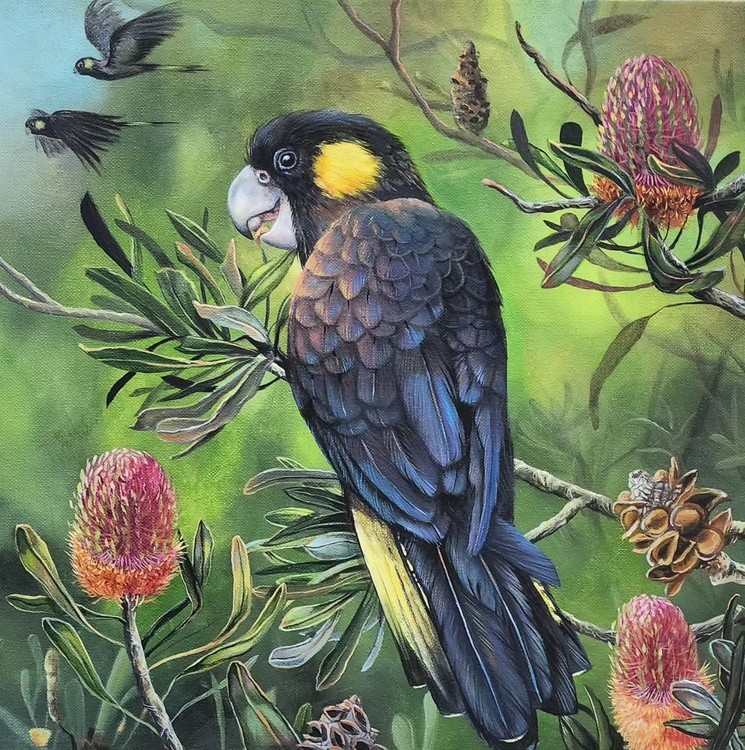 Black Cockatoo