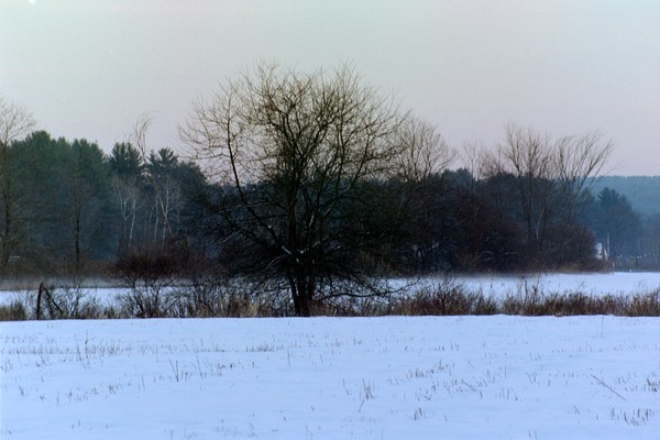 Forsaken Tree