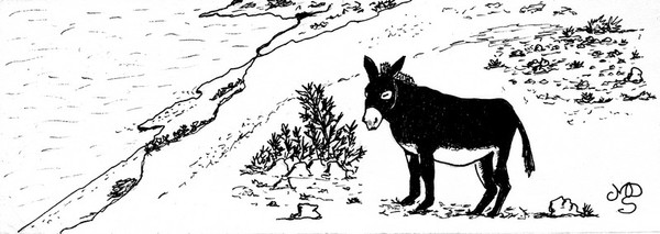 Little Donkey