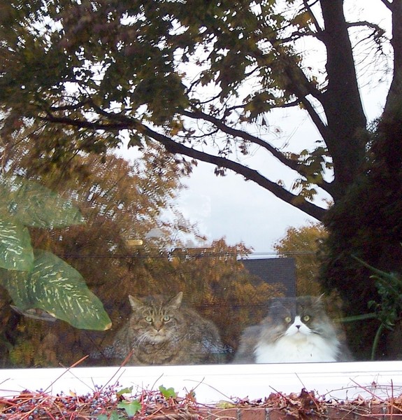 Cats and Reflection