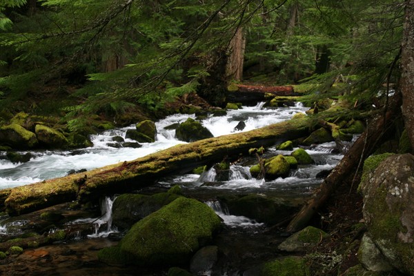 Moss