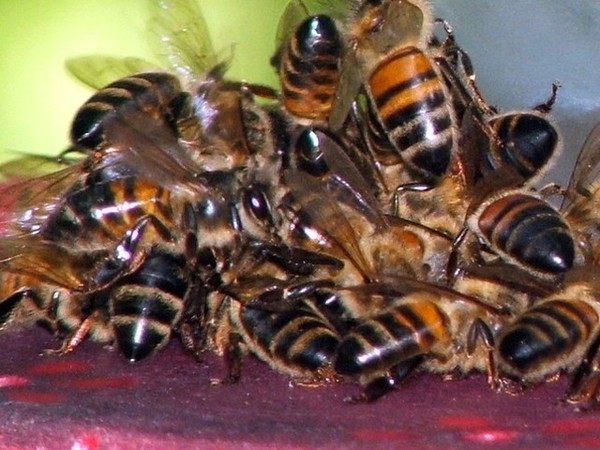 BEE weldered